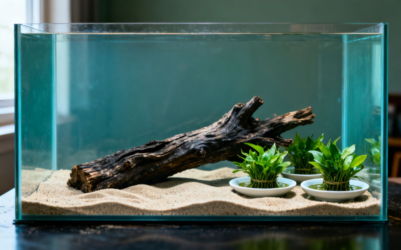 Aquarium beim Einrichten mit Bodengrund, Wurzel und ersten Pflanzen