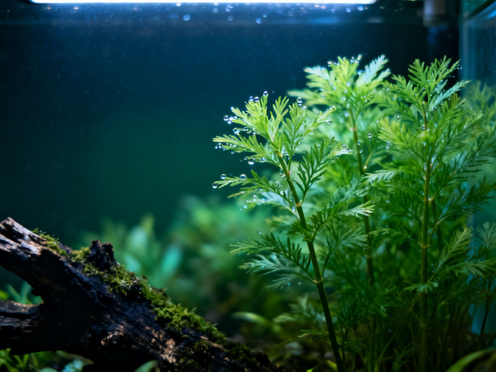 Aquarium